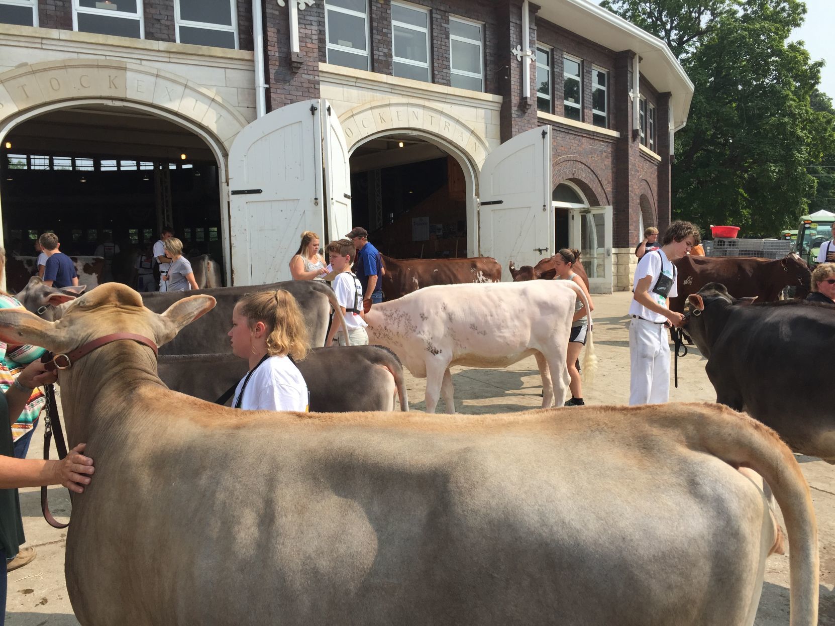 081118rb-fair-cows